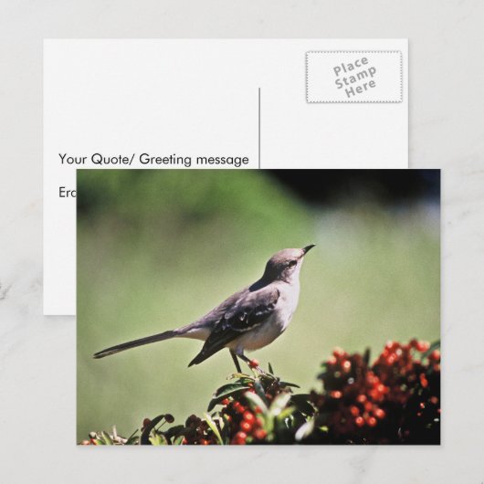 Nordmockingvogel Postkarte (Vorne/Hinten)