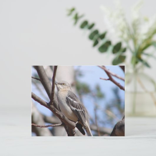 Nordmockingvogel Postkarte (Stehend Vorderseite)