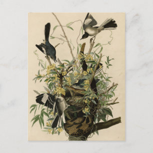 Nordmockvogel, Audubons Vögel in Amerika Postkarte
