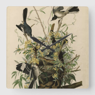 Nordmockvogel, Audubons Vögel in Amerika Quadratische Wanduhr