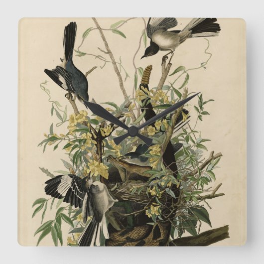 Nordmockvogel, Audubons Vögel in Amerika Quadratische Wanduhr (Vorderseite)
