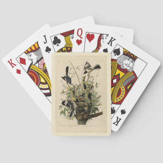 Nordmockvogel, Audubons Vögel in Amerika Spielkarten (Rückseite)