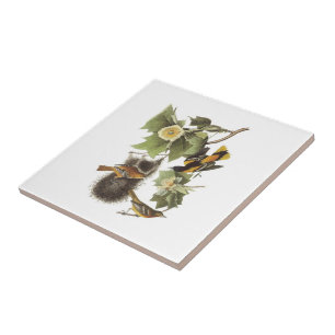 Nordoriole durch Audubon Fliese