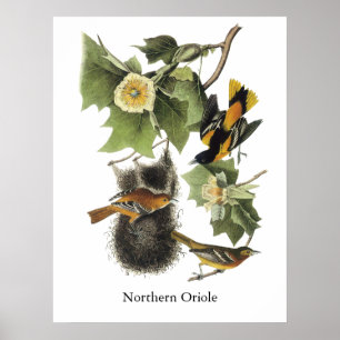Nordoriole, John Audubon Poster