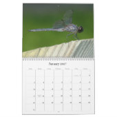 Nordostdrachenfliegen Damselflies 2013-Kalender Kalender (Jan 2027)