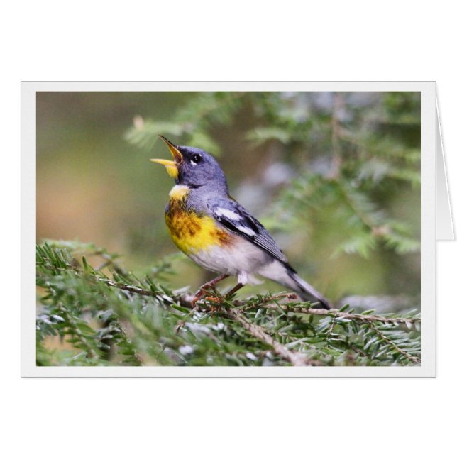 NordParula (Vorderseite (Horizontal))