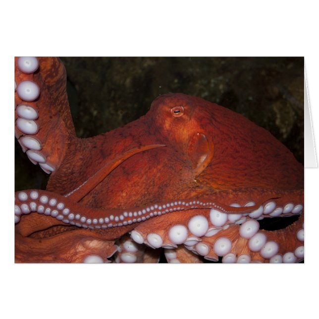 Nordpazifischer Oktopus (Vorderseite (Horizontal))