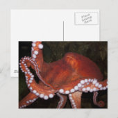 Nordpazifischer Oktopus Postkarte (Vorne/Hinten)