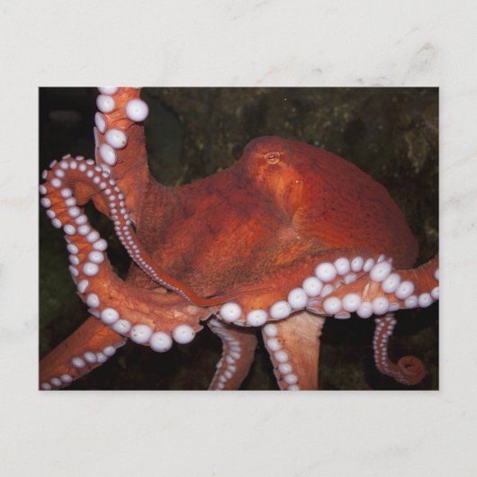Nordpazifischer Oktopus Postkarte (Vorderseite)