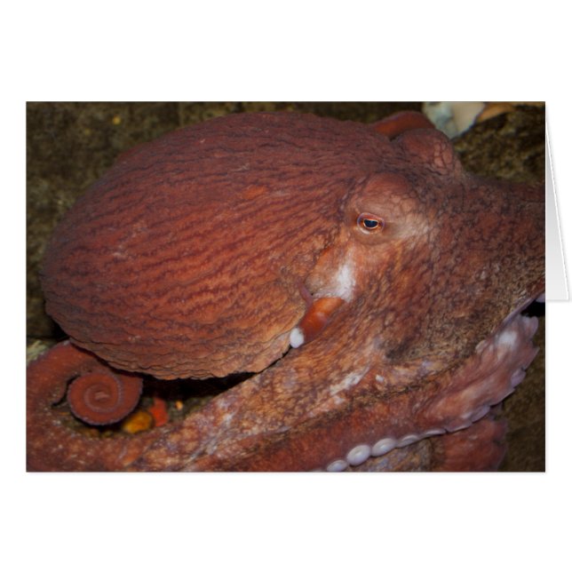 Nordpazifischer Riesenoctopus (Vorderseite (Horizontal))