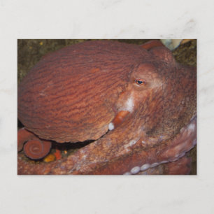 Nordpazifischer Riesenoctopus Postkarte