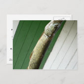 Nordpike Postkarte (Vorne/Hinten)