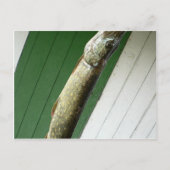 Nordpike Postkarte (Vorderseite)