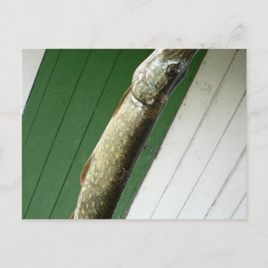 Nordpike Postkarte (Vorderseite)