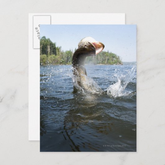 Nordpike Postkarte (Vorne/Hinten)