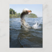 Nordpike Postkarte (Vorderseite)