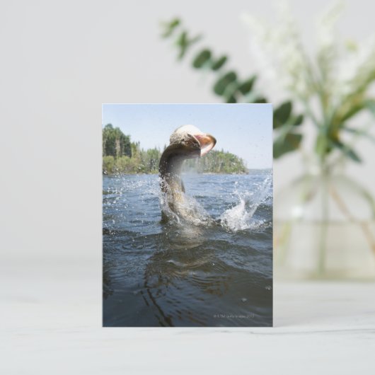 Nordpike Postkarte (Stehend Vorderseite)