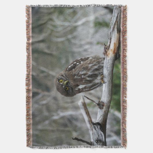 Nordpygmäuse Decke (Vorderseite Vertikal)