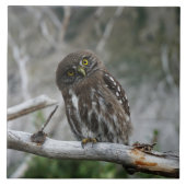 Nordpygmäuse Fliese (Vorderseite)