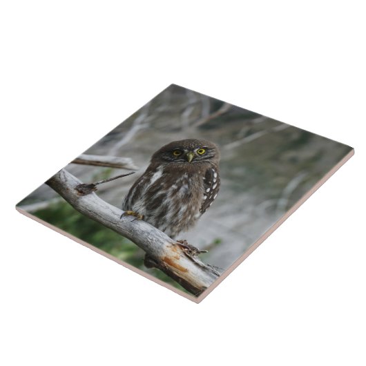 Nordpygmäuse Fliese (Seite)