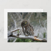 Nordpygmäuse Postkarte (Vorne/Hinten)