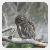 Nordpygmäuse Quadratischer Aufkleber (Vorderseite)