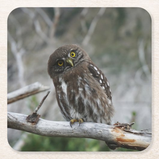 Nordpygmäuse Rechteckiger Pappuntersetzer (Vorderseite)