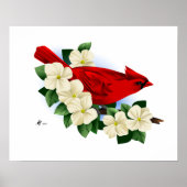 Nordroter Kardinal Poster (Vorne)