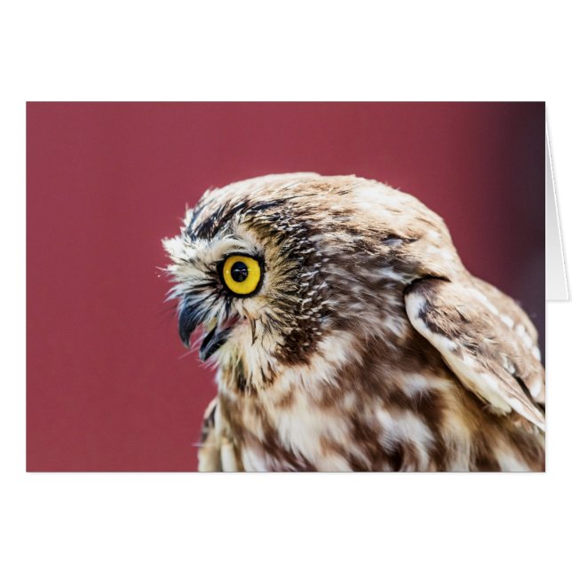Nordsäge-Weiß-Portrait (Vorderseite (Horizontal))