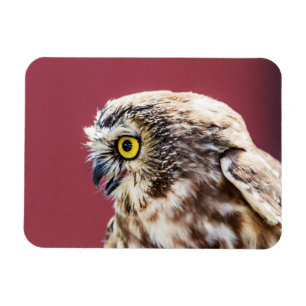 Nordsäge-Weiß-Portrait Magnet