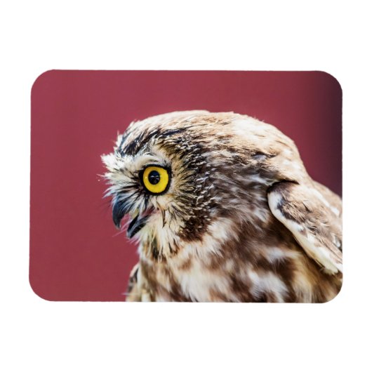Nordsäge-Weiß-Portrait Magnet (Horizontal)