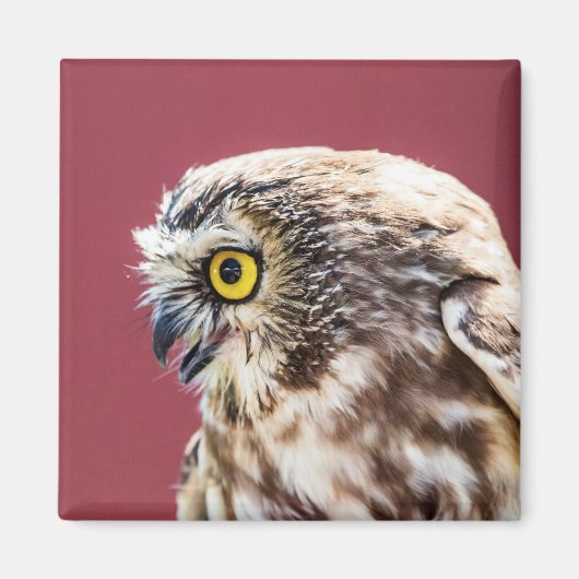 Nordsäge-Weiß-Portrait Magnet (Vorne)