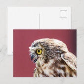 Nordsäge-Weiß-Portrait Postkarte (Vorne/Hinten)