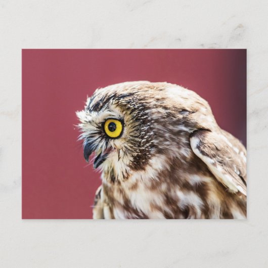 Nordsäge-Weiß-Portrait Postkarte (Vorderseite)