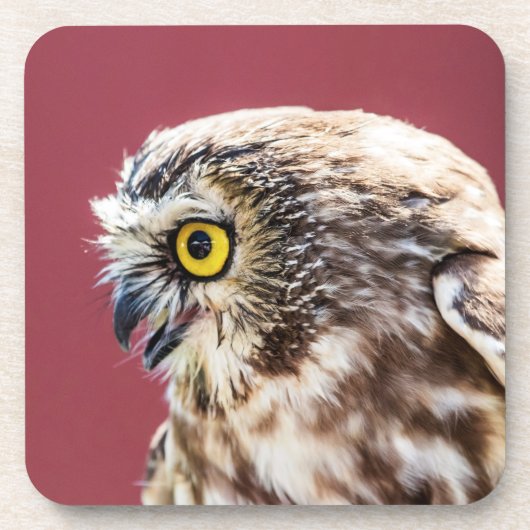 Nordsäge-Weiß-Portrait Untersetzer (Vorderseite)
