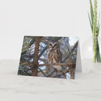 Nordsäge-Weiße Schale in Kiefernbaum Karte