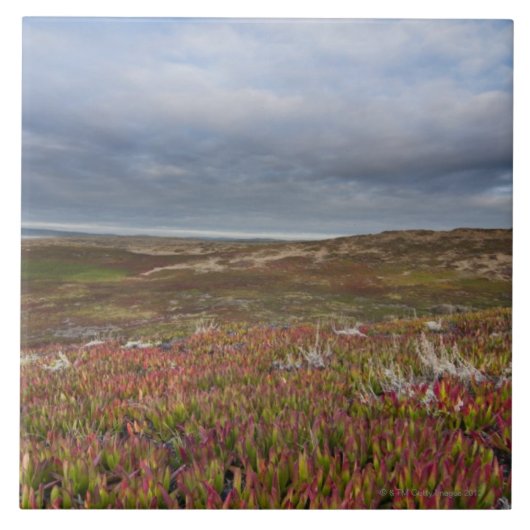 Nordsan francisco 2 Punkt-Reyes-Staatsangehöriger Fliese (Vorderseite)