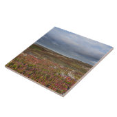 Nordsan francisco 2 Punkt-Reyes-Staatsangehöriger Fliese (Seite)