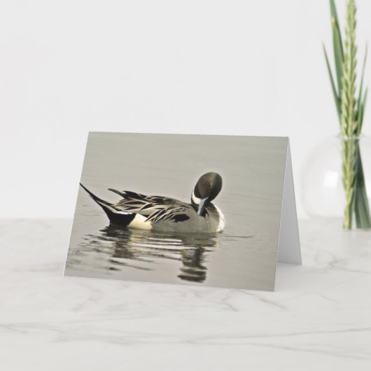 Nordspießenten-Ente Karte (Vorderseite)