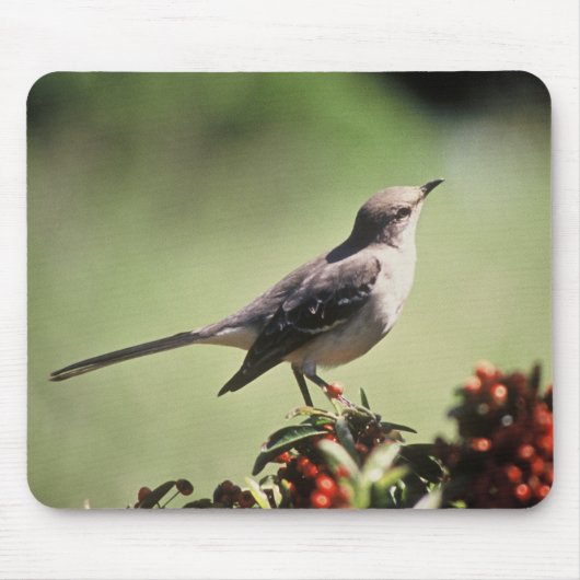 Nordspottdrossel Mousepad (Vorne)