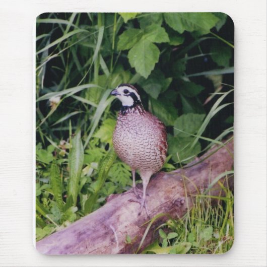 Nordvirginische wachteln mousepad (Vorne)