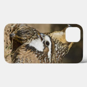 Nordwachtelbabys in Teich für Getränk Case-Mate iPhone Hülle (Rückseite (Horizontal))