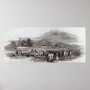 Norfolk-Insel Poster