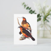 Norfolk Island Kaka Postkarte (Stehend Vorderseite)