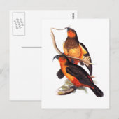 Norfolk Island Kaka Postkarte (Vorne/Hinten)