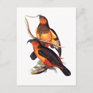 Norfolk Island Kaka Postkarte