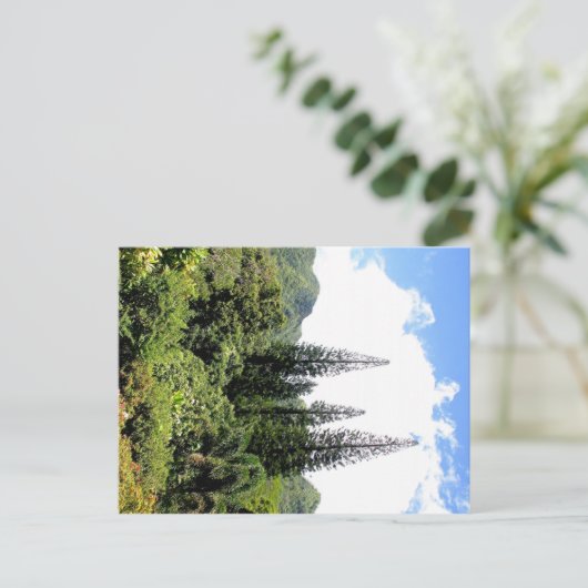 Norfolk Island PIne Hawai'i Postkarte (Stehend Vorderseite)