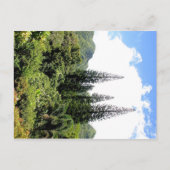Norfolk Island PIne Hawai'i Postkarte (Vorderseite)