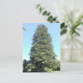 Norfolk Island Pine Postcard Postkarte (Stehend Vorderseite)