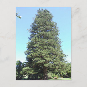 Norfolk Island Pine Postcard Postkarte